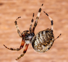 Neoscona domiciliorum