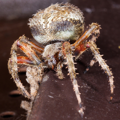 Neoscona domiciliorum