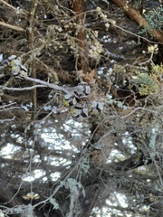 Cupressus macrocarpa