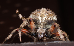 Neoscona domiciliorum