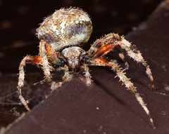 Neoscona domiciliorum