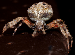 Neoscona domiciliorum