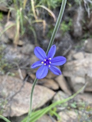 Pasithea caerulea