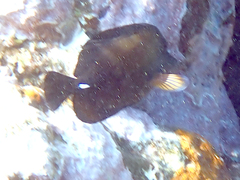 Zebrasoma scopas