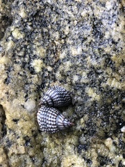 Echinolittorina