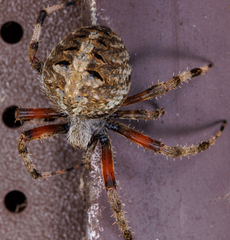 Neoscona domiciliorum