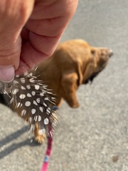 Numida meleagris domesticus