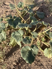 Proboscidea louisianica