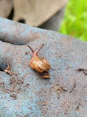 Stanisicarion freycineti