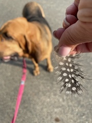 Numida meleagris domesticus