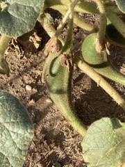 Proboscidea louisianica