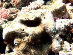 Leptoria phrygia