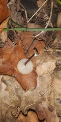 Arrhenia epichysium