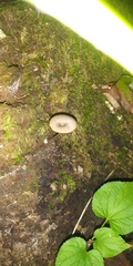 Arrhenia epichysium