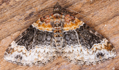 Xanthorhoe ferrugata