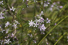 Philotheca salsolifolia