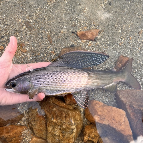 American grayling (Thymallus arcticus) — Salmonidae — 3