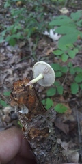 Pholiota polychroa