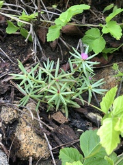 Portulaca grandiflora