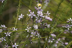 Philotheca salsolifolia