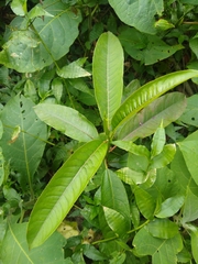 Sapium glandulosum