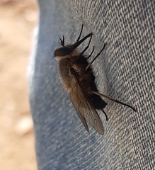 Osca albithorax