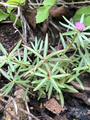 Portulaca grandiflora