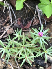 Portulaca grandiflora