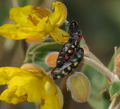 Acmaeodera wheeleri
