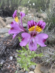 Alstroemeria philippii