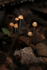 Marasmius