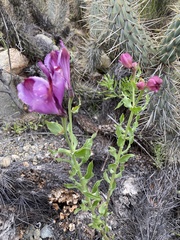 Alstroemeria philippii