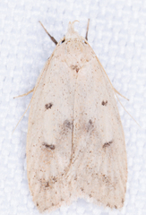 Machimia tentoriferella