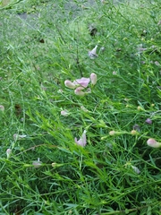 Agalinis heterophylla