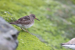 Calidris maritima