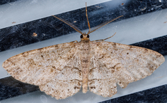 Melanolophia canadaria
