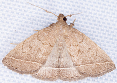 Zanclognatha marcidilinea