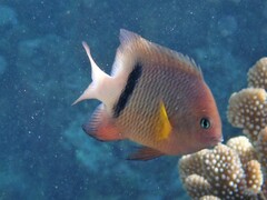 Plectroglyphidodon dickii