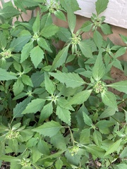 Euphorbia davidii