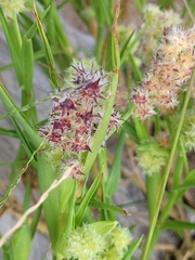 Cenchrus tribuloides