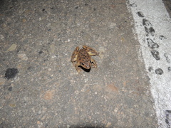 Rana dybowskii