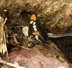 Adelpha eulalia