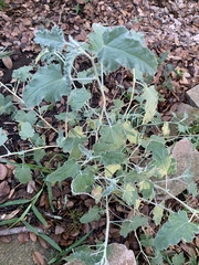 Sphaeralcea ambigua