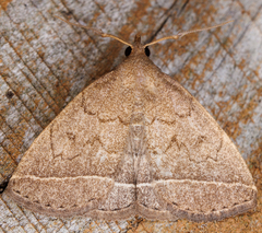 Zanclognatha marcidilinea