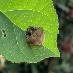 Mastophora
