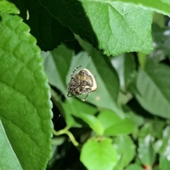 Mastophora