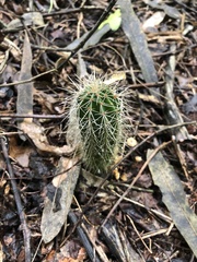 Cactoideae