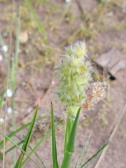 Cenchrus tribuloides