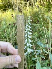 Spiranthes cernua