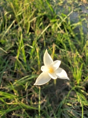 Zephyranthes chlorosolen